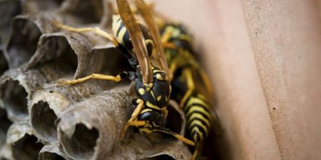 Public warned to be wary of “aggressive” wasps following highest number of wasp callouts in Ireland in six years