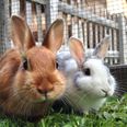 Presence of deadly rabbit and hare disease confirmed in a number of counties in Ireland