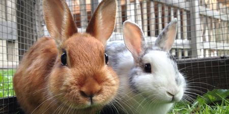 Presence of deadly rabbit and hare disease confirmed in a number of counties in Ireland