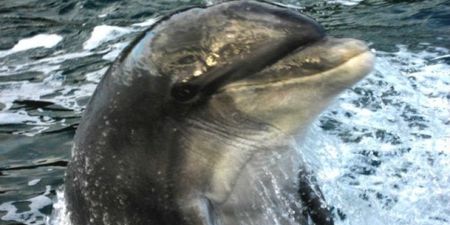 Fungie named by Guinness Book of Records as longest-living solitary dolphin
