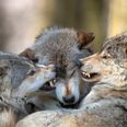 Fine Gael reject suggestion to reintroduce wolves into Ireland