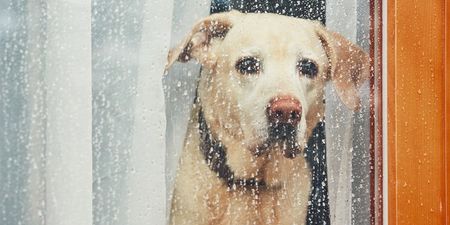 ‘Lullabies for Lorenzo’: A Spotify playlist to keep your dogs calm during the storm