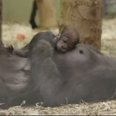 NOT BREXIT: Adorable endangered baby gorilla born in Dublin Zoo