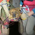 Big dog named Floyd rescued on stretcher after getting tired during hike