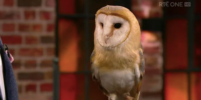 Late Late Show owl