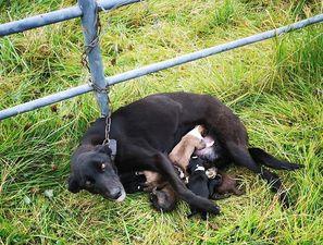 Dog in Roscommon discovered tied to a gate trying to nurse six newborn puppies