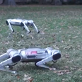 WATCH: Footage of MIT’s robotic ‘Mini Cheetahs’ proves that the end is nigh