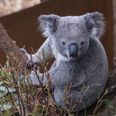 Koalas ‘functionally extinct’ after bushfires destroy 80 percent of habitat