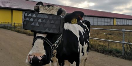 A Russian farm is giving VR headsets to dairy cows to “reduce anxiety”