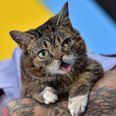 Famous internet cat sensation Lil Bub has died