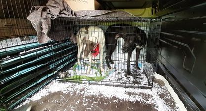 DSPCA calls on government to withdraw funding to greyhound industry