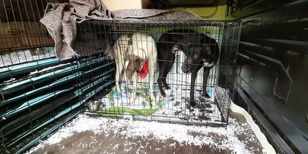 DSPCA calls on government to withdraw funding to greyhound industry