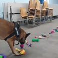 WATCH: This video of dogs picking their favourite toys is the only Christmas present we need