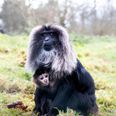 Fota Wildlife want your help in naming two new endangered monkey babies