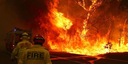 480 million animals feared to have died as Australian bushfires are set to get worse