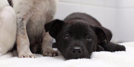 DSPCA need forever homes for four puppies abandoned just before Christmas