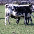 The Droimeann cattle breed is now recognised as a Native Rare Irish breed