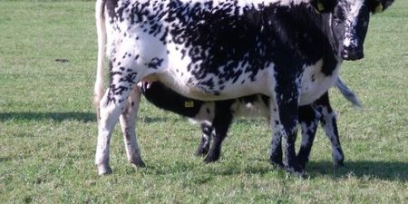 The Droimeann cattle breed is now recognised as a Native Rare Irish breed