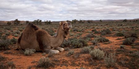 Australia begins cull of over 10,000 wild camels due to drought