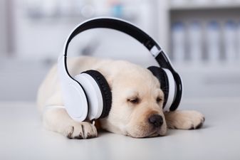Spotify is releasing playlists and podcasts for your pets