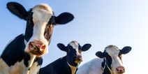 Study finds that cattle can talk to each other about how they feel