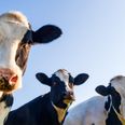 Study finds that cattle can talk to each other about how they feel