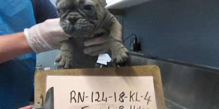 Two operators of illegal puppy farm in Roscommon convicted of animal cruelty