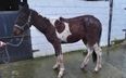 ISPCA rescue horse tied to electricity pole in Tipperary