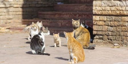 Two pet cats have tested positive for coronavirus