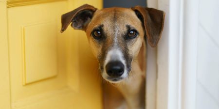 DSPCA urges people to ‘adopt not shop’ this Christmas