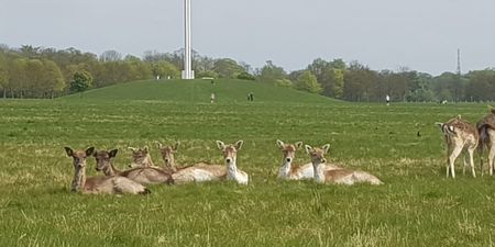 Phoenix Park closed off by Gardaí after attempted protest