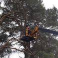 ISPCA, fire services and tree services rescue cat that was stuck in a tree for six days