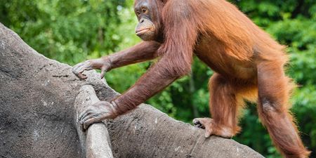 Dublin Zoo to reopen from 2 June