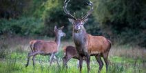 Wicklow Uplands Council warns of deer-hunting scammer