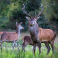 Wicklow Uplands Council warns of deer-hunting scammer