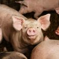 New swine flu with “pandemic potential” found by researchers in China