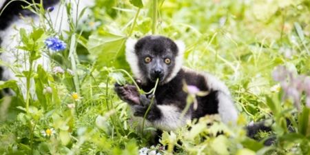 Two critically endangered lemurs born at Fota Wildlife Park