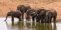 Wildlife in “catastrophic decline” due to human destruction, scientists warn