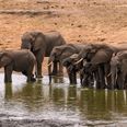 Wildlife in “catastrophic decline” due to human destruction, scientists warn