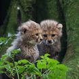 Three endangered cheetah cubs born at Fota Wildlife Park in Cork