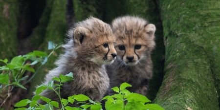 Three endangered cheetah cubs born at Fota Wildlife Park in Cork