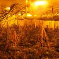 €240,000 worth of cannabis seized in Leitrim