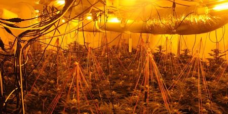 €240,000 worth of cannabis seized in Leitrim