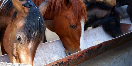 GAIN investigating presence of banned substance in its horse feed