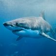 Australian surfer survives attack from great white shark