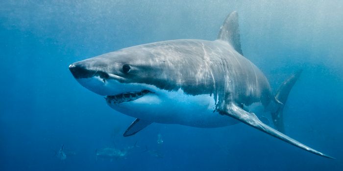 shark attack Australia