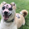Dog badly scarred in fire becomes therapy dog for burn victims