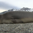 47 seals washed up along the Irish coast this year
