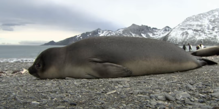 47 seals washed up along the Irish coast this year