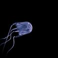 Australian teenager dies after being stung by box jellyfish